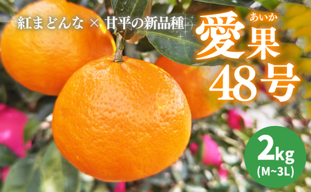 【2027年3月下旬から発送予定】 あいか 愛果48号 2kg 家庭用 愛媛県産 みかん 柑橘 【FT101_x】