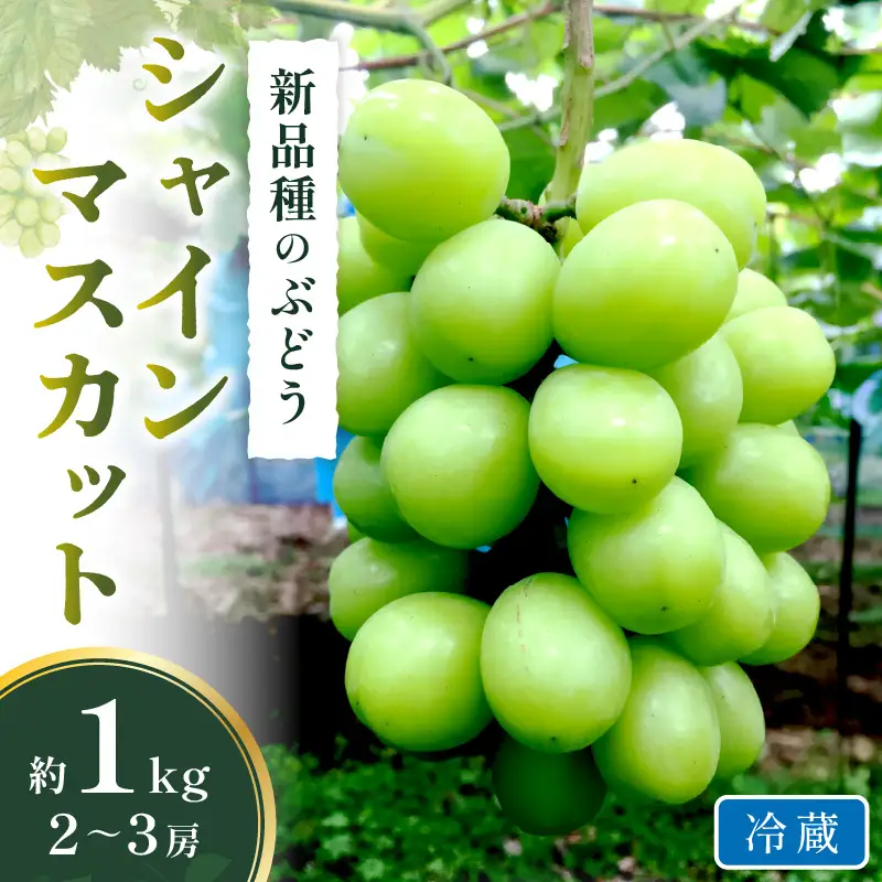 シャインマスカット(ぶどう)約1kg＜2026年9月から発送開始分先行予約＞【A5-538】