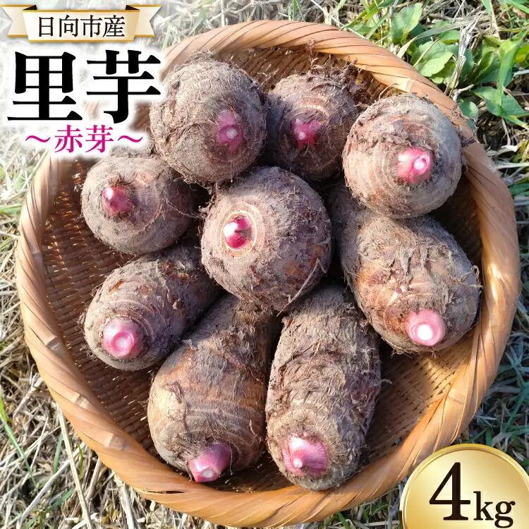 【期間限定発送】 里芋 赤芽 4kg