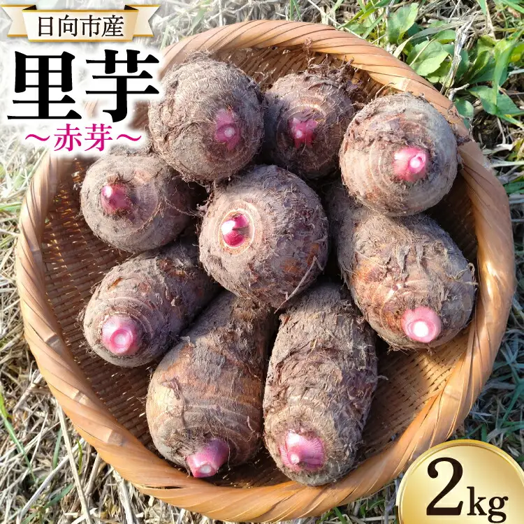 期間限定発送】 里芋 赤芽 2kg | 宮崎県日向市 | ふるさと納税サイト