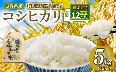 【新米予約】 こしひかり 米 5kg 白米 定期便 12ヶ月 