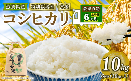 【 新米予約 】 特別栽培米 こしひかり 令和7年 米 10kg 玄米 定期便 6ヶ月 計 60kg コシヒカリ 2025年産 国産 農家直送 コシヒカリ 10kg × 6回 国産 農家直送 環境こだわり お米 こめ おこめ 農家直送 産地直送 送料無料