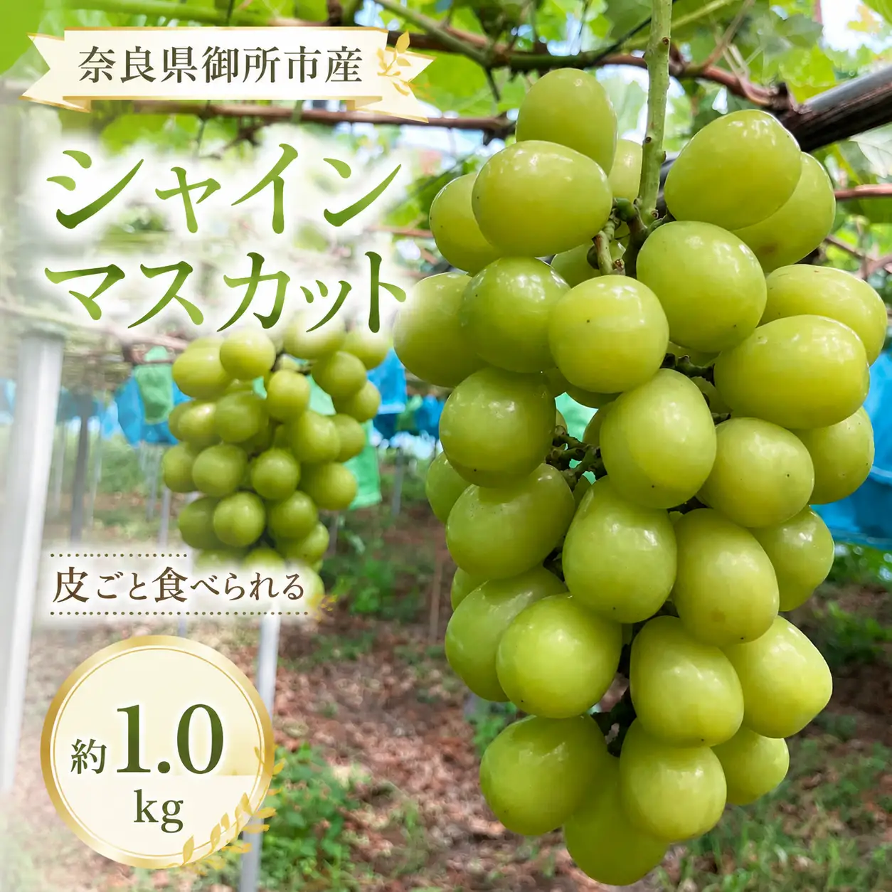 シャインマスカット 約1.0kg 御所市産シャインマスカット 【yskw0001】