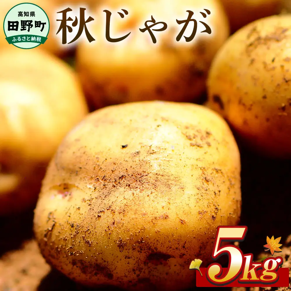  令和8年産 秋じゃがいも  5kg ★令和8年11月下旬発送開始★