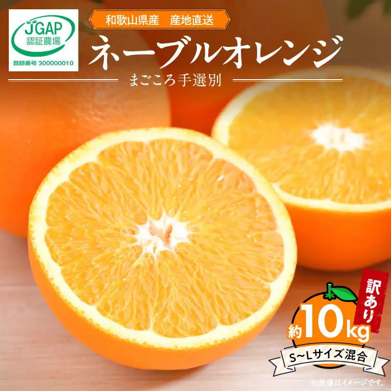 【2027年先行予約】和歌山県産 ネーブルオレンジ 【訳あり 家庭用】10kg サイズ混合 【まごころ手選別】_ZE6445