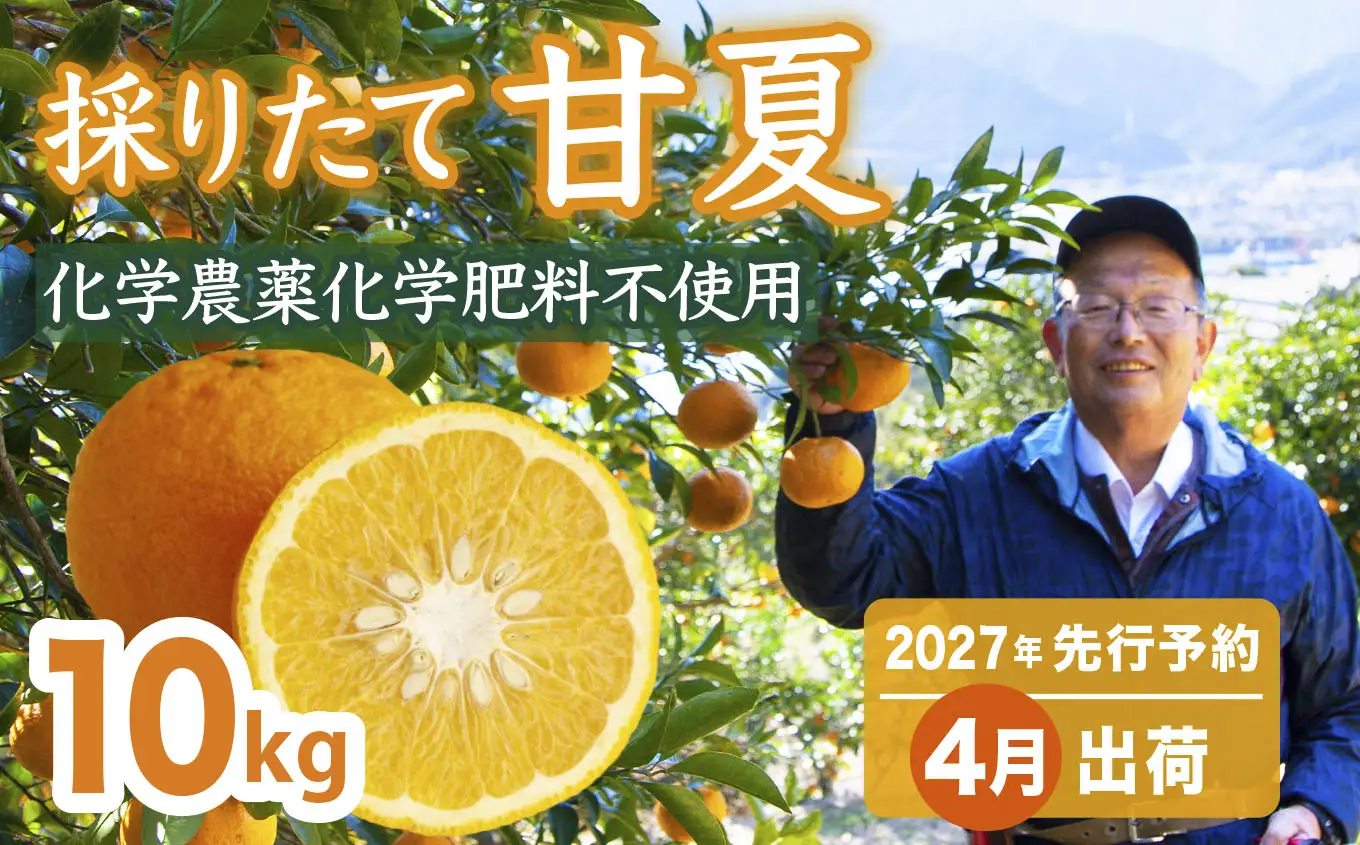 【先行予約 ４月出荷】 採りたて 甘夏 10Kg（農薬化学肥料不使用） 尾鷲市 甘夏屋 平山農園 HI-f-10