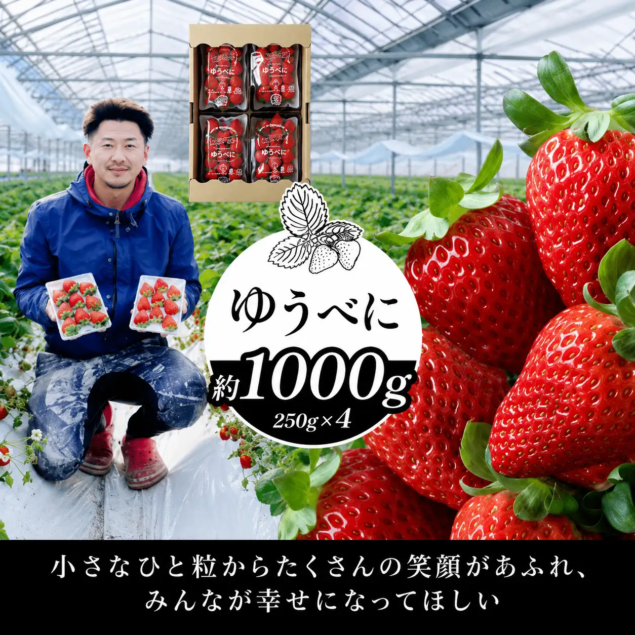 熊本限定品種 いちご ゆうべに 約1000g | ゆうべに 果物 くだもの フルーツ イチゴ いちご 苺 熊本県 玉名市