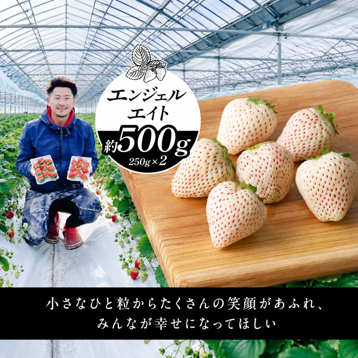 いちご 約500g エンジェルエイト  | フルーツ 果物 くだもの イチゴ いちご 苺 白いちご 天使のいちご 熊本県 玉名市