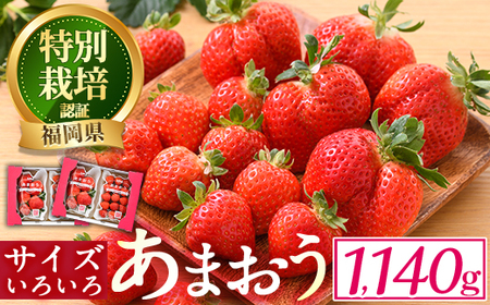 ＜予約受付中！2027年2月より順次発送予定＞＜不揃い＞あまおう(計1.14kg・285g×4P) 苺 いちご イチゴ フルーツ 果物 ヨーグルト ジャム スムージー 冷蔵 特別栽培 福岡県 国産＜離島配送不可＞【ksg1222】【うるう農園】