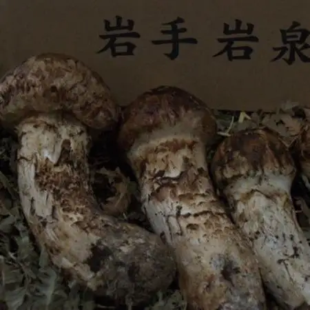 【2026年】秋発送岩泉産朝採り松茸300g_野菜 松茸 きのこ まつたけ マツタケ_【配送不可地域：離島】【1422859】