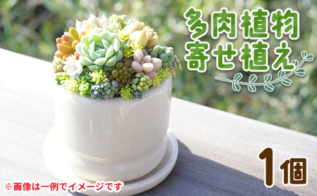 多肉植物 寄せ植え 多肉植物 pk-0004