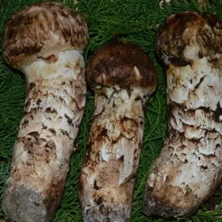 【2026年】秋発送岩泉産朝採り松茸200g_野菜 松茸 きのこ まつたけ マツタケ_【配送不可地域：離島】【1422828】