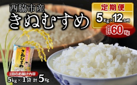【ブランド米 きぬむすめ 定期便】12か月連続お届け！ 合計60kg（精米5kg×1袋 12か月）／77-14