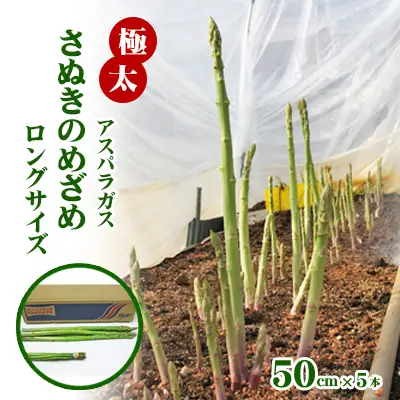 アスパラ さぬきのめざめ 極太ロング 香川県産 アスパラ【50cm 5本】 【46311379】