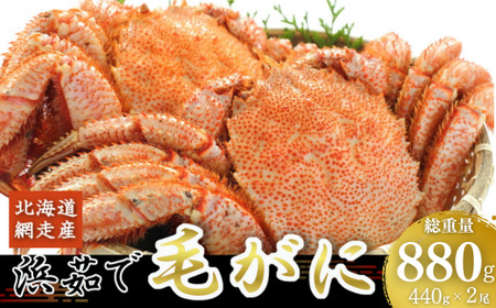 ＜網走産＞三特茹で毛がに 約440g×2尾 【 ふるさと納税 人気 おすすめ ランキング 毛がに 毛ガニ 茹で毛がに かに ガニ 蟹 毛蟹 浜茹で 網走産 濃厚 かに味噌 新鮮 魚介 ギフト 贈答 お中元 お歳暮 オホーツク 北海道 網走市 送料無料 】 ABW030