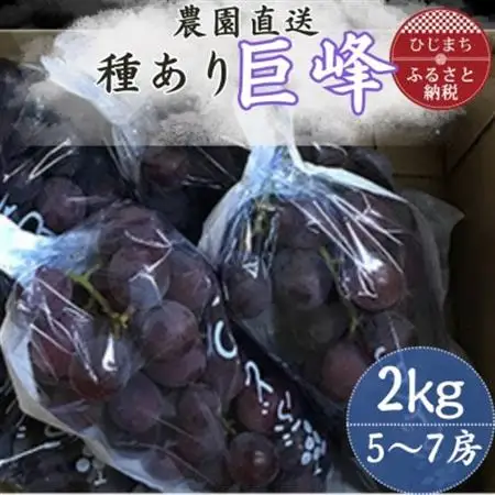 巨峰(種あり) 約2kg(5～7房)葡萄作り60年の果樹園が朝採れ厳選でお届けします_果物・フルーツ ぶどう・マスカット  ブドウ 葡萄 _【配送不可地域：離島】【1521535】