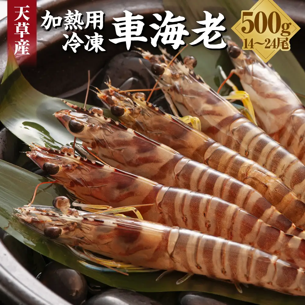 【先行予約】 加熱用冷凍車海老250g×2 えび エビ 海老 車海老 車えび 加熱用 250g 2パック 合計500g 1パックあたり7～12尾 冷凍 熊本県 上天草市 【2027年1月上旬から順次発送予定】
