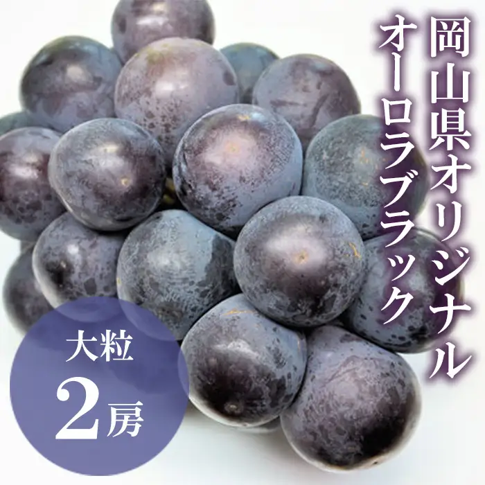 オーロラブラック 2房(1房480g以上) 化粧箱入り【2026年8月下旬～9月下旬発送予定】