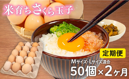 定期便 卵 50個 × 2ヶ月 ( たまご 45個 + 割れ補償 5個 ) 2回 Mサイズ Lサイズ 混合 定期便 国産 米育ち さくら玉子 さくら卵 鶏 さくら コクのある 濃い 卵黄 風味 とれたて 生 たまご 地産地消  国産鶏 玉子 産みたて 新鮮 黄身 卵 かけ ご飯 たまご かけ ごはん 玉子 丼  卵 焼き すき焼き 目玉 焼き 玉子 スープ 茶碗蒸し ゆで たまご サンド 滋賀県