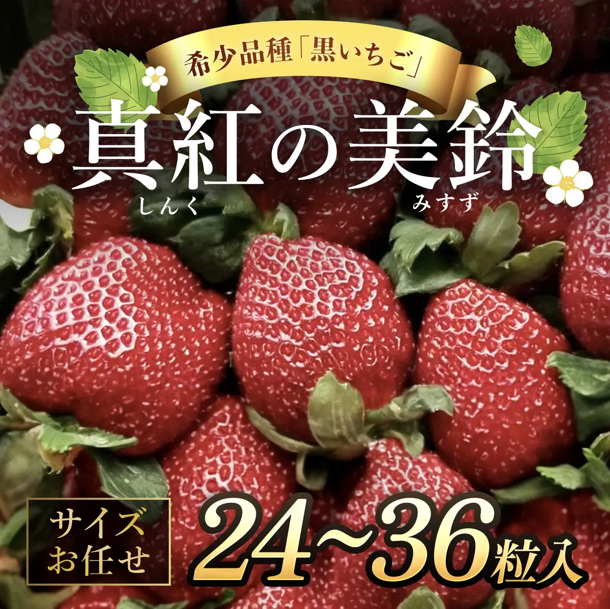 【先行予約】【2026年12月中旬より順次発送】希少品種 黒いちご 真紅の美鈴 サイズお任せ 24粒～36粒 SMAN014