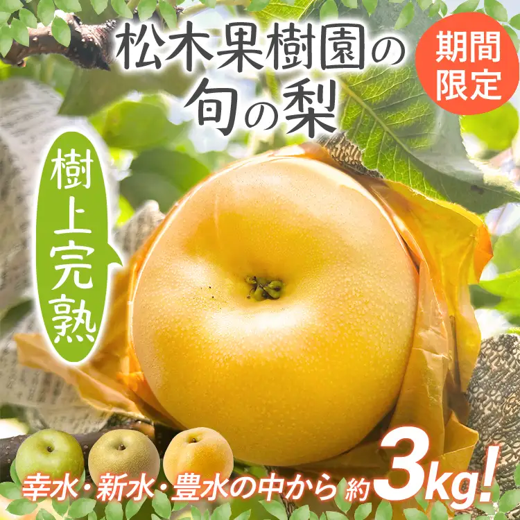 梨 【先行予約】数量限定 松木果樹園の旬の梨 約3kg  ≪7月下旬～9月上旬に順次出荷予定≫ 幸水 新水 豊水 農家直送 樹上完熟 フルーツ 果物 ギフト 福岡