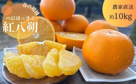 紅八朔（べにはっさく）（約10㎏）(B146-1)
