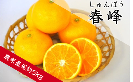 春峰（しゅんぽう）（約5㎏）(B138-1)