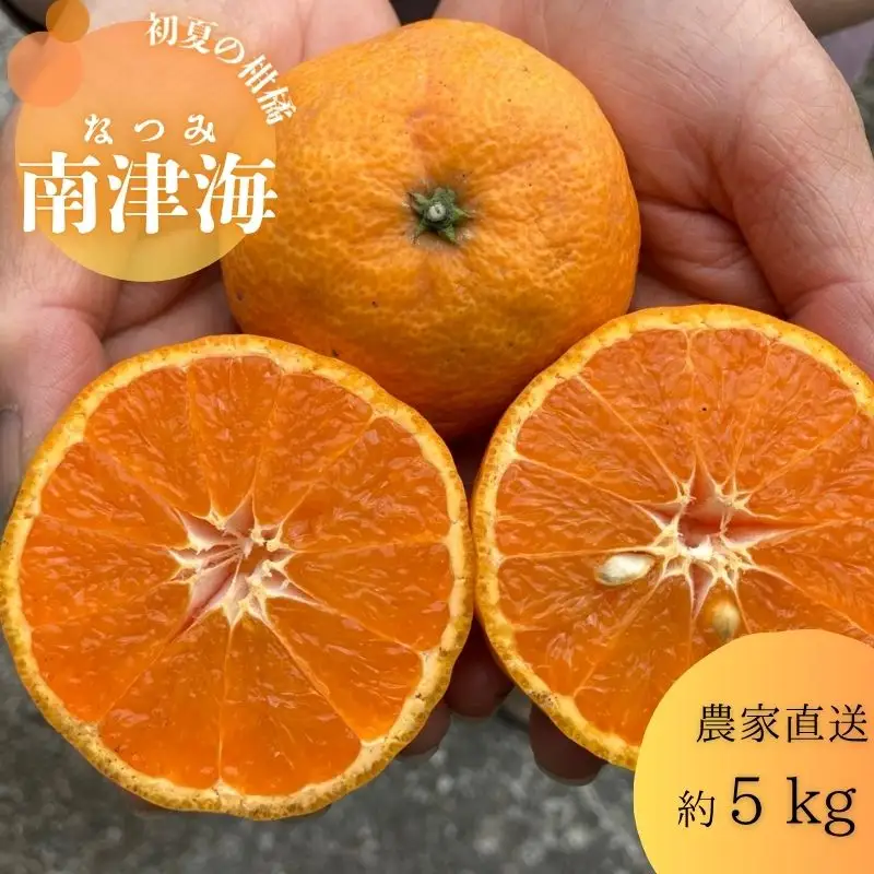 南津海（なつみ）（約5㎏）(B140-1)