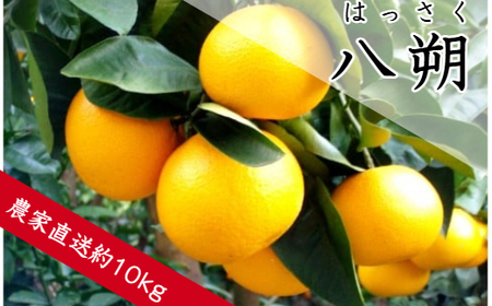 八朔（約10㎏）(B137-1)