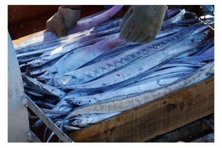 紀州 太刀魚 ドラゴンサイズ（１ｋｇ以上）(B296-1)
