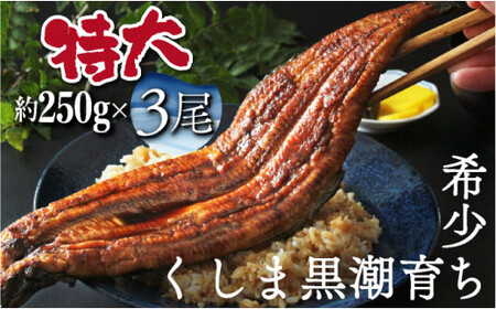【数量限定】特大くしまの黒潮うなぎ蒲焼3尾（合計750g前後）_K023-008