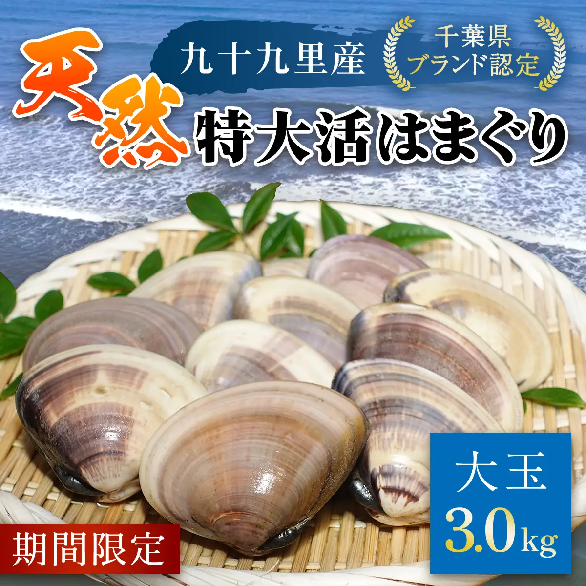 【千葉県ブランド認定】天然特大活はまぐり《3㎏》ギフトBOX付き／ふるさと納税 はまぐり ハマグリ 蛤 貝類 魚介 海鮮 お吸い物 パスタ パエリア お歳暮 贈答 お祝い 千葉県 山武市 SMBO006