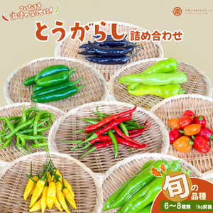 【十色とうがらしファーム】とうがらし＜旬の品種詰合せ＞【11100-0805】