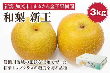 【2024年】【贈答用】和梨 新王 3kg（6?10玉）《9月中旬から順次発送》 果物 なし 梨 フルーツ 新鮮 新潟のフルーツ産地 加茂市 まるさん金子果樹園 梨