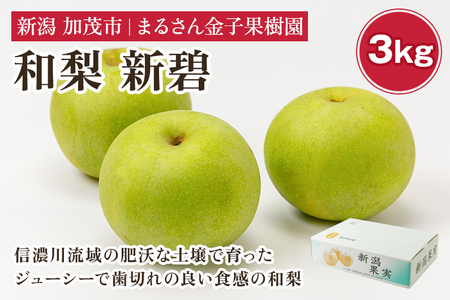 【2024年】【贈答用】和梨 新碧 3kg（5?8玉）《9月中旬から順次発送》 果物 なし 梨 フルーツ 新鮮 新潟のフルーツ産地 加茂市 まるさん金子果樹園 梨