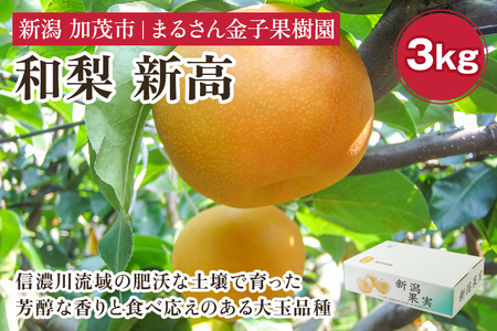 【2024年】【贈答用】和梨 新高 3kg（5～8玉）《9月下旬から順次発送》 果物 なし 梨 フルーツ 新鮮 新潟のフルーツ産地 加茂市 まるさん金子果樹園 梨