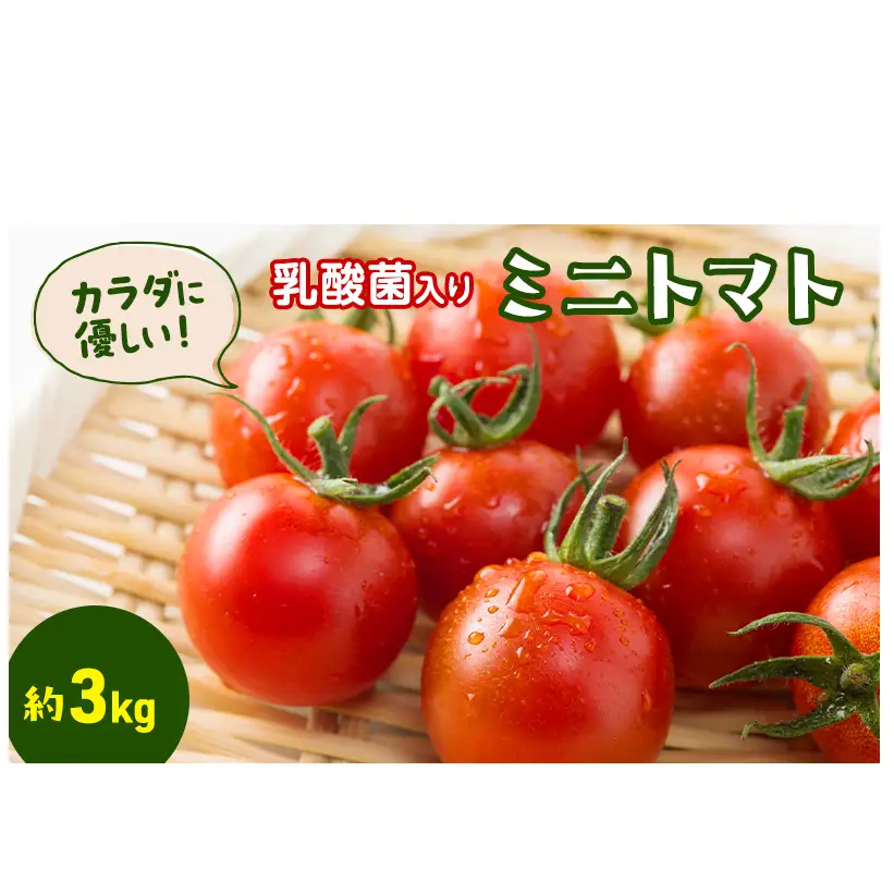 カラダに優しい「乳酸菌入り ミニトマト3kg」初物 野菜 