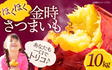 さつまいも（金時） 10kg さつまいも 芋 野菜 焼き芋 /愛たい菜 [AGAP013]