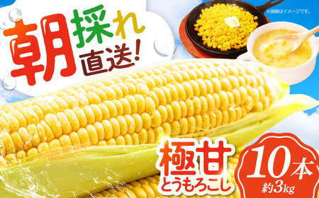 朝採り とうもろこし 10本 野菜 甘い とうもろこし 新鮮  /愛たい菜[AGAP014]