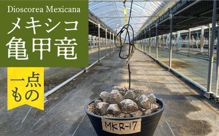 Dioscorea Mexicana メキシコ亀甲竜 （個体番号MKR-17） 長与町/アグリューム[EAI142] 観葉植物 植物 観葉植物 植物