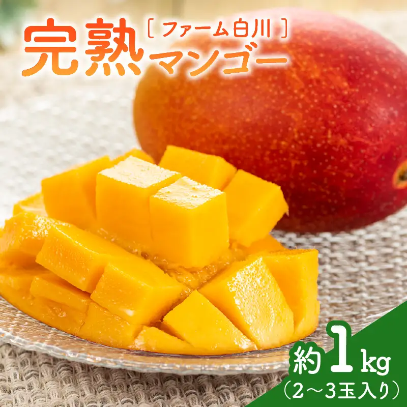 【 2027年先行予約 】ファーム白川の完熟マンゴー1kg C032-002 マンゴー 完熟マンゴー