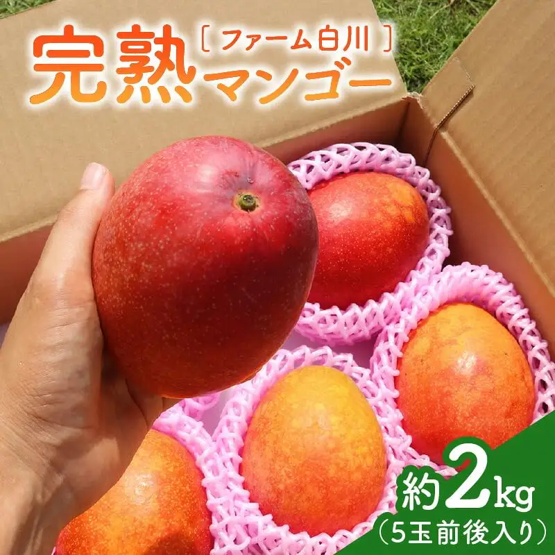 【 2027年先行予約 】ファーム白川の完熟マンゴー2kg C032-003 マンゴー 完熟マンゴー