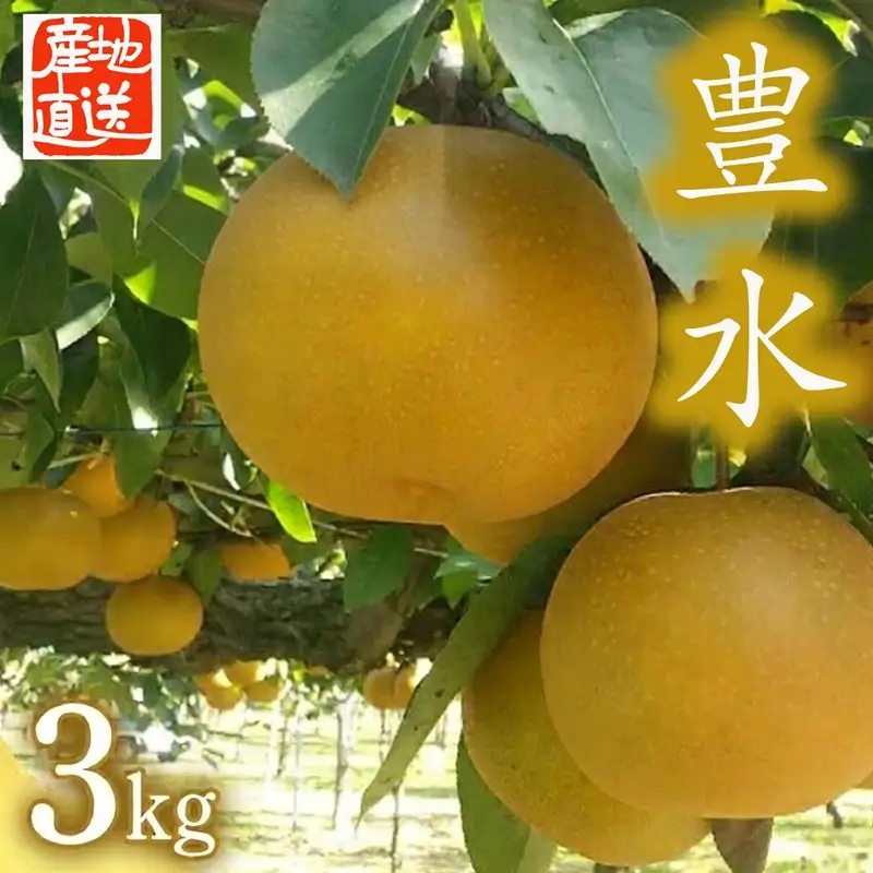【 産地直送 】 豊水 3kg 先行予約 梨 フルーツ 果物 国産 日本産 梨 ナシ なし 和梨