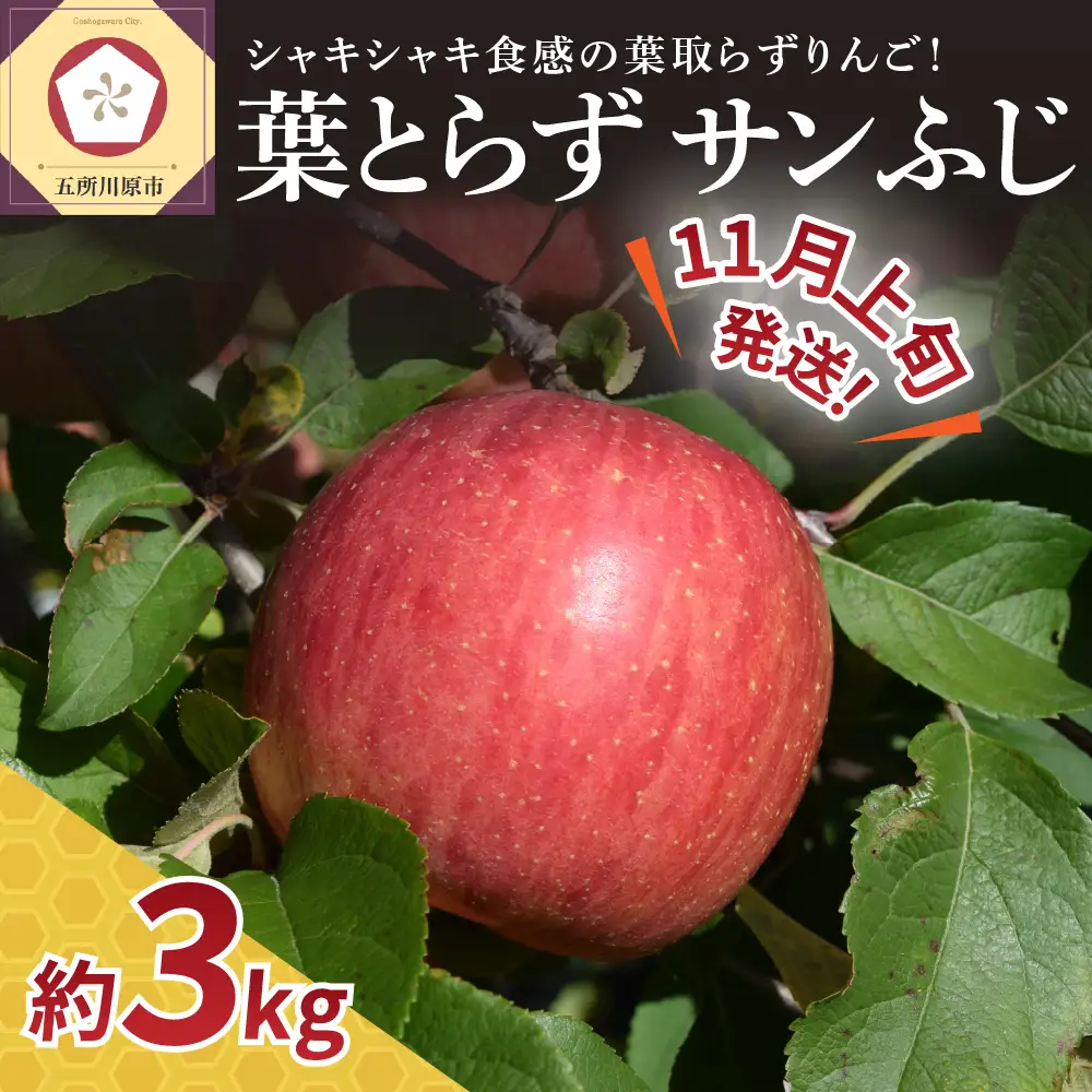 【2026年11月上旬発送】【家庭用】りんご葉とらずサンふじ3kg