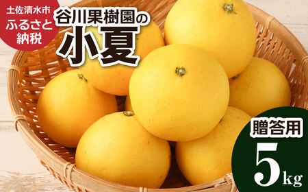 先行予約 谷川果樹園の小夏5kg 【R01145】