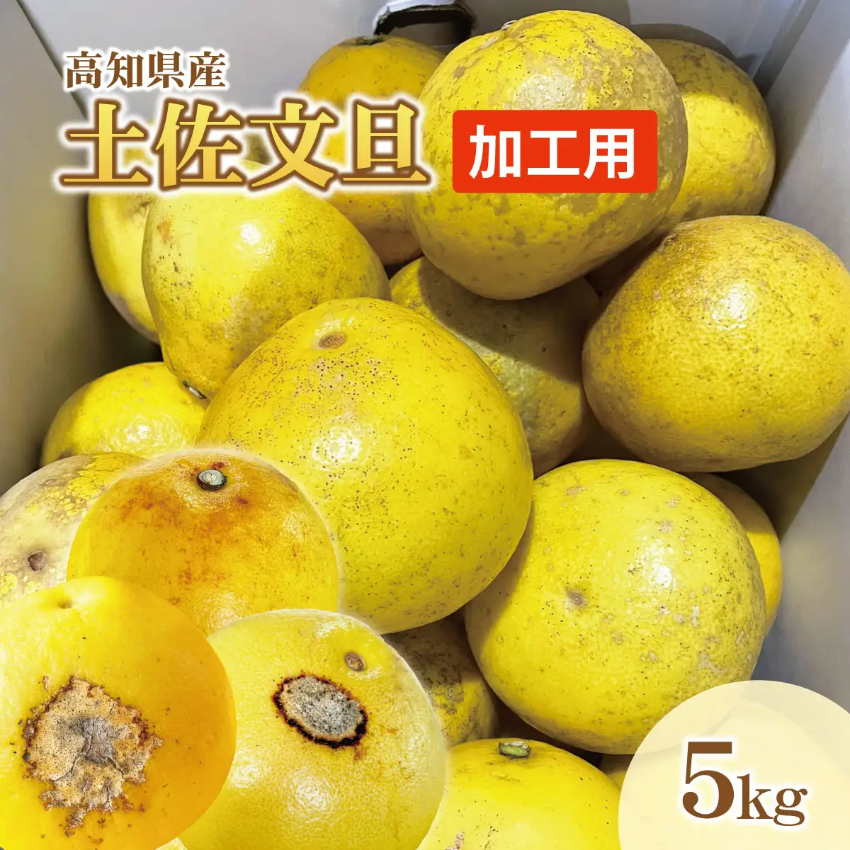 【先行予約】【訳あり】土佐文旦 加工用（M〜5L混合）約5kg〈2027年2月中旬〜発送〉/ 文旦 5キロ 約8〜15玉 ぶんたん ブンタン 柑橘 果物 フルーツ お取り寄せ【株式会社とさもん】 [BQAE033]