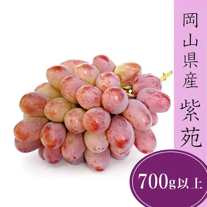 紫苑 1房(700ｇ以上) 化粧箱入り【2026年10月下旬～11月下旬発送予定】