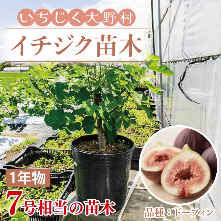 イチジク苗木　1年物【なえぎ 観葉 植物 いちじく 自宅 ポット ドーフィン 茨城県 鹿嶋市】