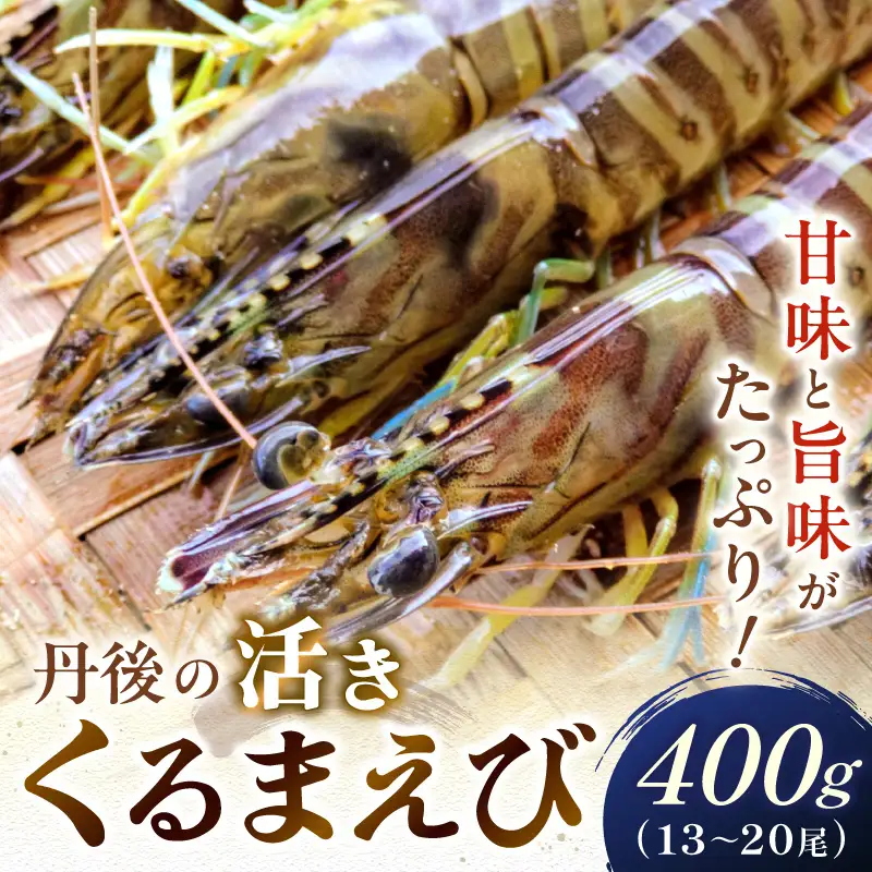 丹後の活きくるまえび 400g（13～20尾） えび