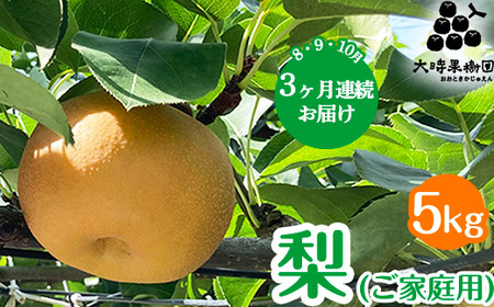【定期便】梨(品種お任せ) 5kg箱(家庭用) | 栃木県 宇都宮市 梨 なし 果物 フルーツ 秋 旬 にっこり梨 5kg 家庭用 ※2026年8月～発送